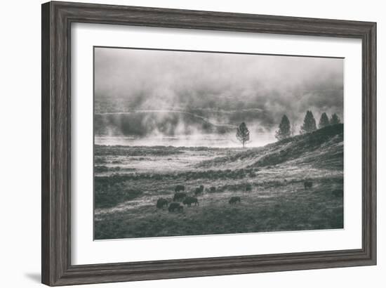 Bison Mist Landscape, Hayden Valley Yellowstone-Vincent James-Framed Photographic Print