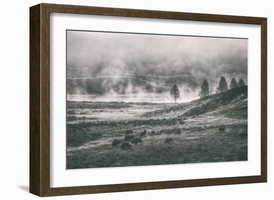 Bison Mist Landscape, Hayden Valley Yellowstone-Vincent James-Framed Photographic Print