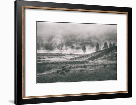 Bison Mist Landscape, Hayden Valley Yellowstone-Vincent James-Framed Photographic Print