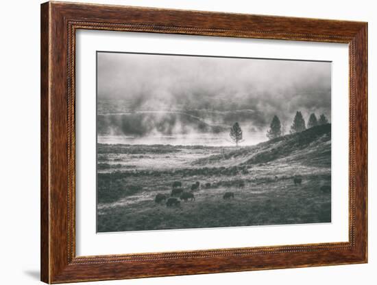 Bison Mist Landscape, Hayden Valley Yellowstone-Vincent James-Framed Photographic Print