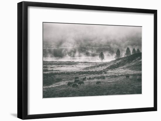 Bison Mist Landscape, Hayden Valley Yellowstone-Vincent James-Framed Photographic Print