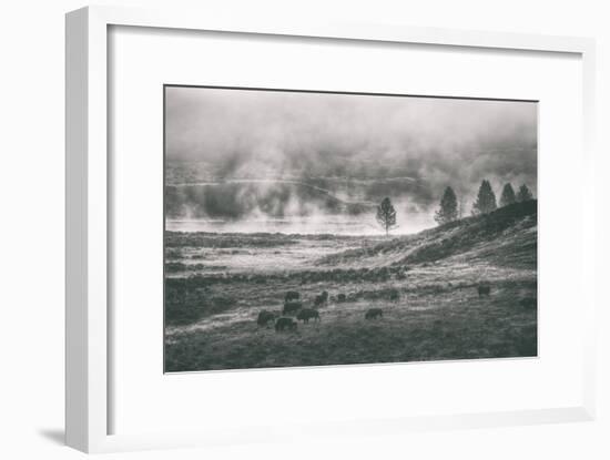 Bison Mist Landscape, Hayden Valley Yellowstone-Vincent James-Framed Photographic Print