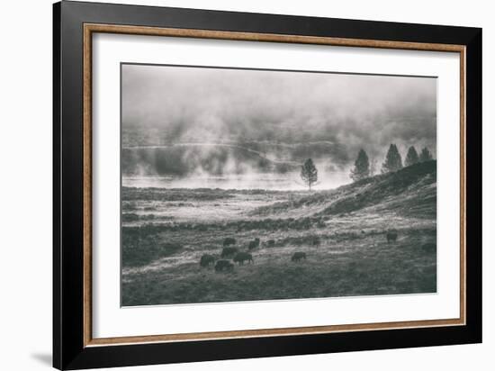 Bison Mist Landscape, Hayden Valley Yellowstone-Vincent James-Framed Photographic Print