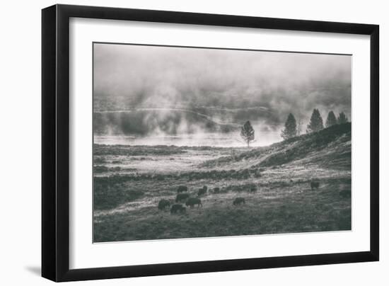 Bison Mist Landscape, Hayden Valley Yellowstone-Vincent James-Framed Photographic Print