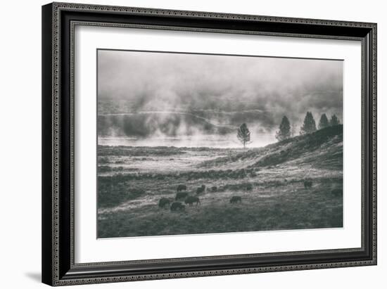 Bison Mist Landscape, Hayden Valley Yellowstone-Vincent James-Framed Photographic Print