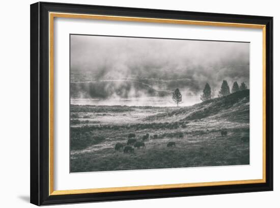 Bison Mist Landscape, Hayden Valley Yellowstone-Vincent James-Framed Photographic Print