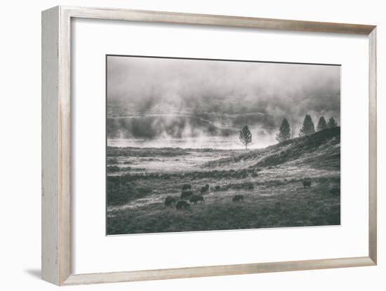 Bison Mist Landscape, Hayden Valley Yellowstone-Vincent James-Framed Photographic Print