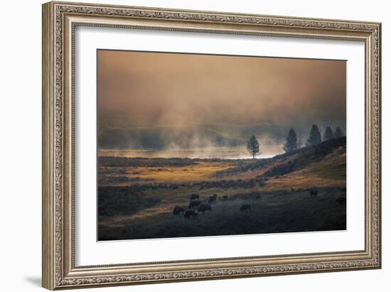 Bison Mist Landscape, Yellowstone National Park, Wyoming-Vincent James-Framed Photographic Print