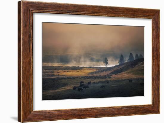 Bison Mist Landscape, Yellowstone National Park, Wyoming-Vincent James-Framed Photographic Print
