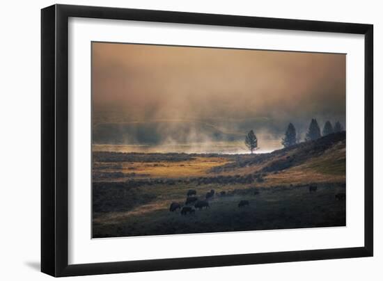 Bison Mist Landscape, Yellowstone National Park, Wyoming-Vincent James-Framed Photographic Print