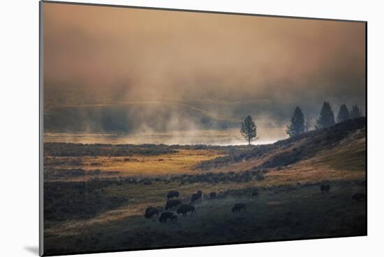 Bison Mist Landscape, Yellowstone National Park, Wyoming-Vincent James-Mounted Photographic Print