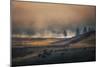 Bison Mist Landscape, Yellowstone National Park, Wyoming-Vincent James-Mounted Photographic Print