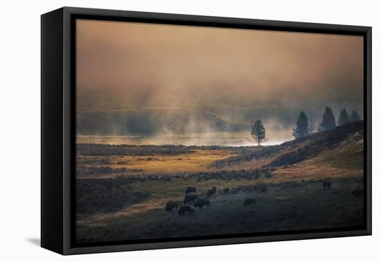 Bison Mist Landscape, Yellowstone National Park, Wyoming-Vincent James-Framed Premier Image Canvas