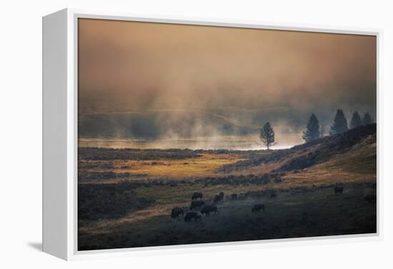 Bison Mist Landscape, Yellowstone National Park, Wyoming-Vincent James-Framed Premier Image Canvas