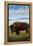 Bison, Montana-Lantern Press-Framed Stretched Canvas