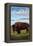 Bison, Montana-Lantern Press-Framed Stretched Canvas