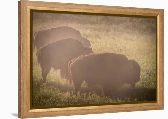 Bison Morning Mist Yellowstone-Steve Gadomski-Framed Premier Image Canvas