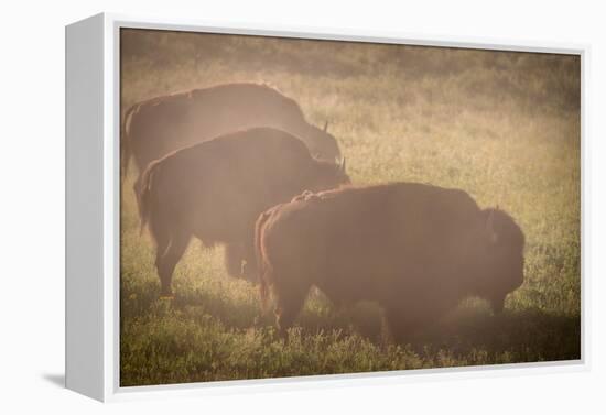 Bison Morning Mist Yellowstone-Steve Gadomski-Framed Premier Image Canvas