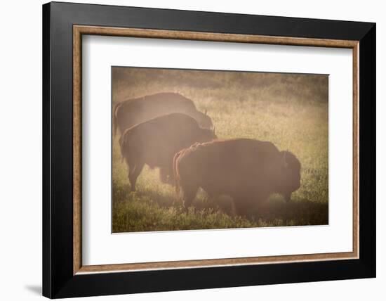 Bison Morning Mist Yellowstone-Steve Gadomski-Framed Photographic Print