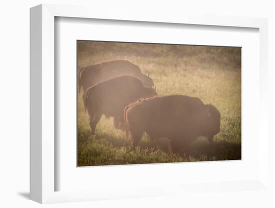 Bison Morning Mist Yellowstone-Steve Gadomski-Framed Photographic Print