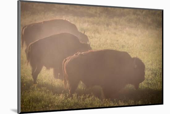 Bison Morning Mist Yellowstone-Steve Gadomski-Mounted Photographic Print