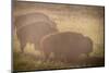 Bison Morning Mist Yellowstone-Steve Gadomski-Mounted Photographic Print