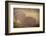 Bison Morning Mist Yellowstone-Steve Gadomski-Framed Photographic Print