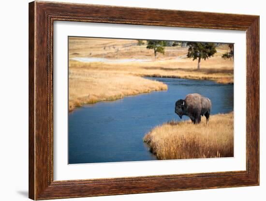 Bison Near Nez Perce Creek On A Stormy Day In Yellowstone National Park In Autumn-Ben Herndon-Framed Photographic Print