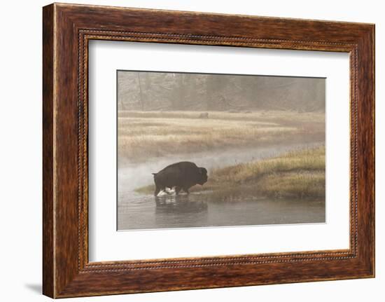Bison on Foggy Morning Along Madison River, Yellowstone National Park, Wyoming-Adam Jones-Framed Photographic Print