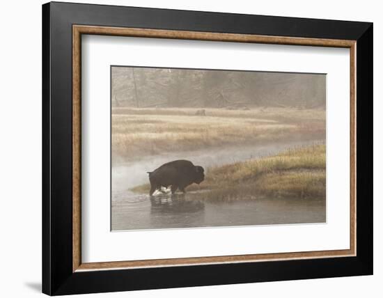 Bison on Foggy Morning Along Madison River, Yellowstone National Park, Wyoming-Adam Jones-Framed Photographic Print