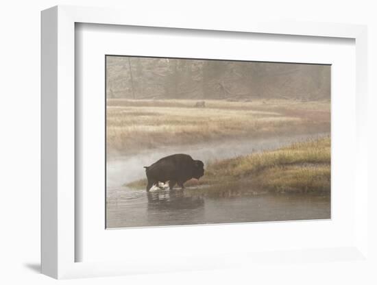 Bison on Foggy Morning Along Madison River, Yellowstone National Park, Wyoming-Adam Jones-Framed Photographic Print