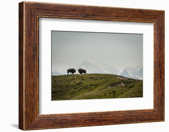 Bison on the National Bison Range, Montana-Steven Gnam-Framed Premium Photographic Print