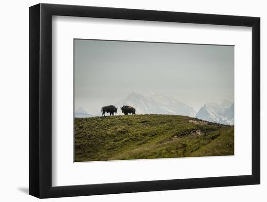 Bison on the National Bison Range, Montana-Steven Gnam-Framed Photographic Print