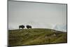 Bison on the National Bison Range, Montana-Steven Gnam-Mounted Photographic Print