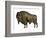 Bison, or American Buffalo-null-Framed Giclee Print