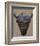 Bison Peak-Davies Babies-Framed Art Print