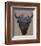 Bison Peak-Davies Babies-Framed Art Print