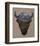 Bison Peak-Davies Babies-Framed Art Print