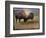 Bison Portrait II-Chris Vest-Framed Art Print