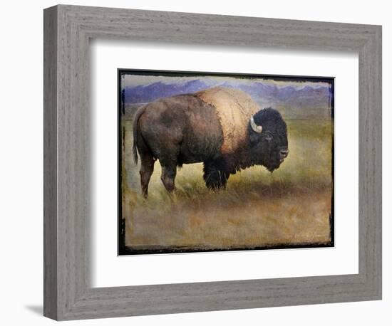 Bison Portrait II-Chris Vest-Framed Art Print