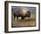 Bison Portrait II-Chris Vest-Framed Art Print