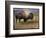 Bison Portrait II-Chris Vest-Framed Art Print