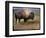 Bison Portrait II-Chris Vest-Framed Art Print