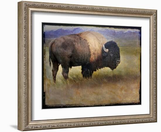 Bison Portrait II-Chris Vest-Framed Art Print