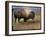 Bison Portrait II-Chris Vest-Framed Art Print