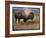 Bison Portrait II-Chris Vest-Framed Art Print