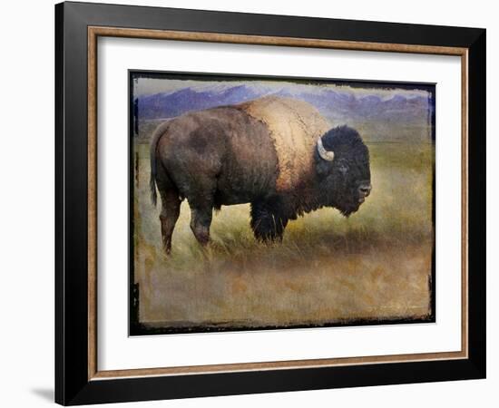 Bison Portrait II-Chris Vest-Framed Art Print