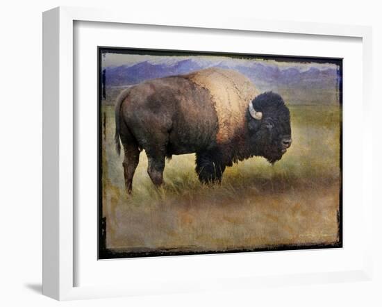 Bison Portrait II-Chris Vest-Framed Art Print