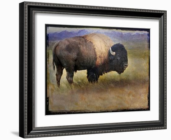 Bison Portrait II-Chris Vest-Framed Art Print