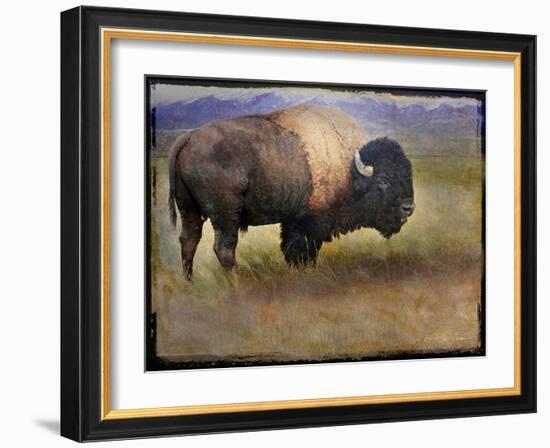 Bison Portrait II-Chris Vest-Framed Art Print